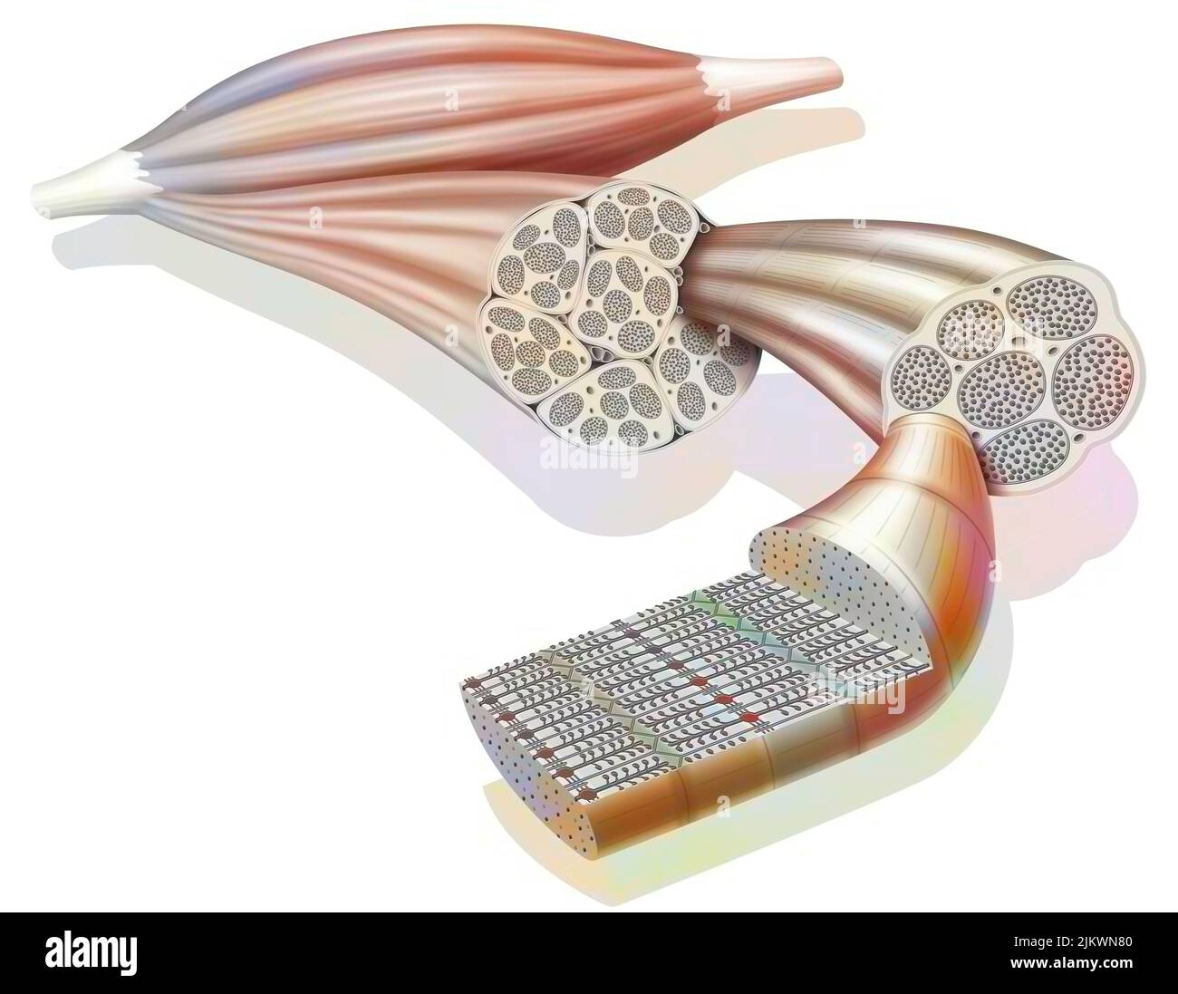 From muscle to muscle fiber: tendon, muscle, muscle fiber. Stock Photo