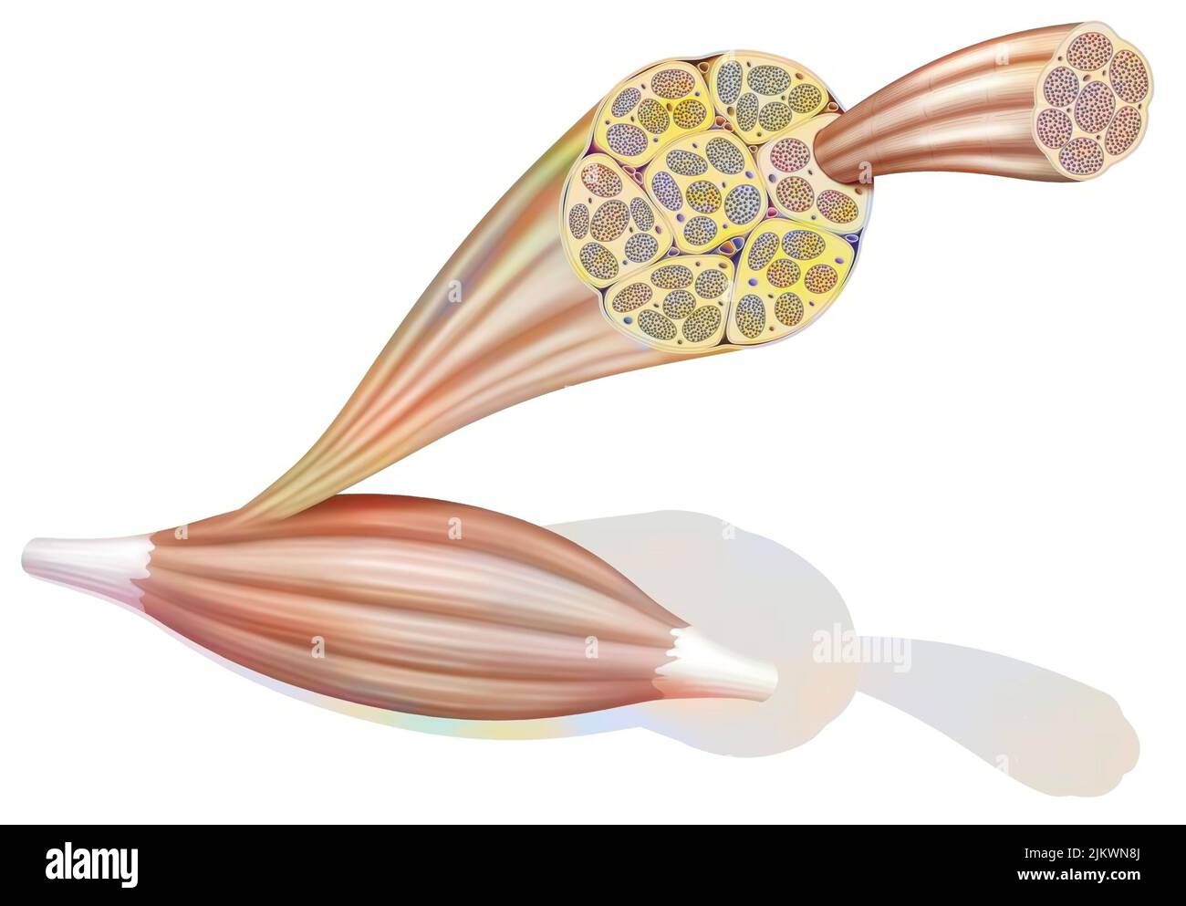 From muscle to muscle fiber: tendon, muscle, muscle fiber. Stock Photo