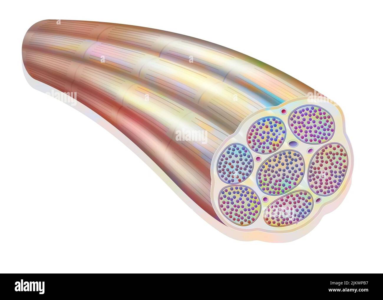 Muscle fiber showing the myofibrils made up of myofilaments (actin and myosin). Stock Photo