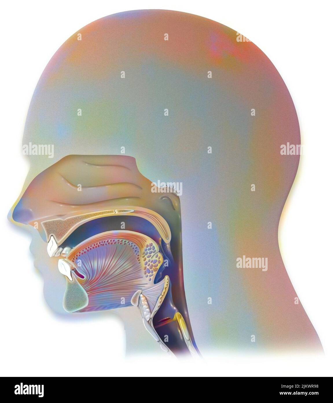 Respiration: structure of the airways in humans. Stock Photo