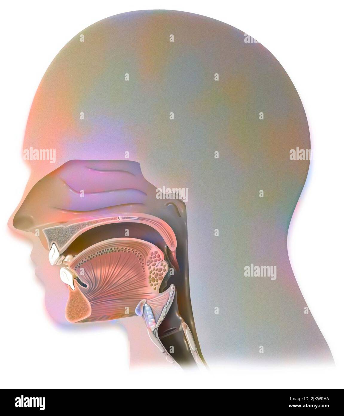 Respiration: structure of the airways in humans. Stock Photo