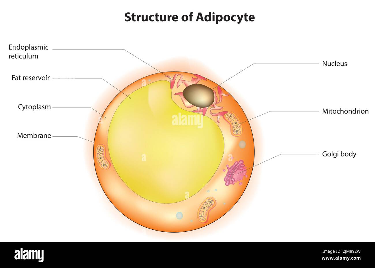 Adipocyte structure Stock Vector