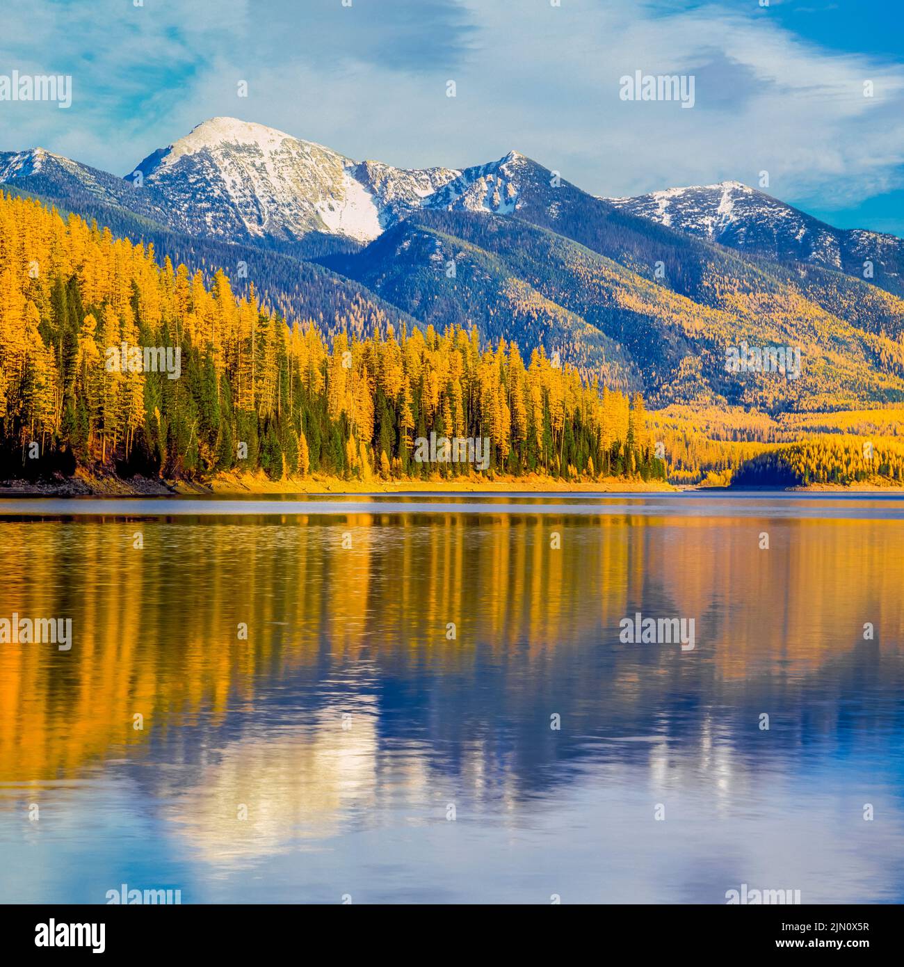 fall colors of western larch in the flathead range above hungry horse reservoir near hungry horse, montana Stock Photo