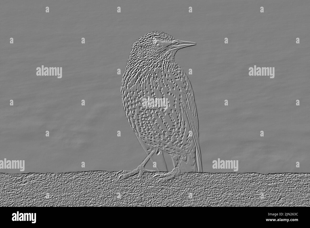 Digitally embossed image of a European Starling (Sturnus vulgaris) perched on a sea wall Stock Photo