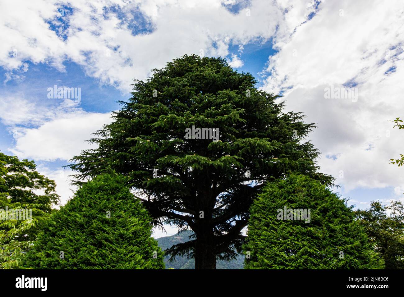 Deodar cedar derives its name from Sanskrit that translates to 'timber of the gods.' The tree is native to the Himalayas, where it has been known to r Stock Photo