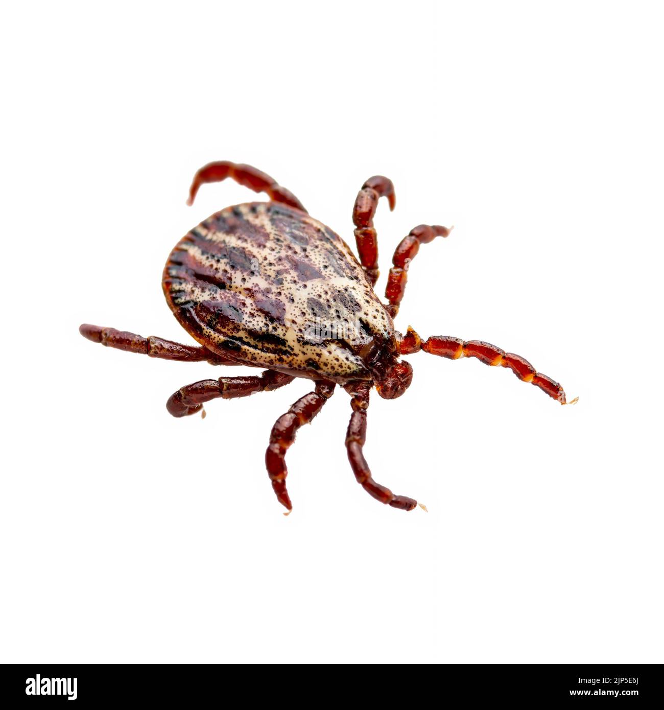 Crawling Tick Insect Isolated on White. Lyme Borreliosis Disease, Encephalitis, Powassan Virus or DTV Infectious Dermacentor Tick or Mite Arachnid Par Stock Photo