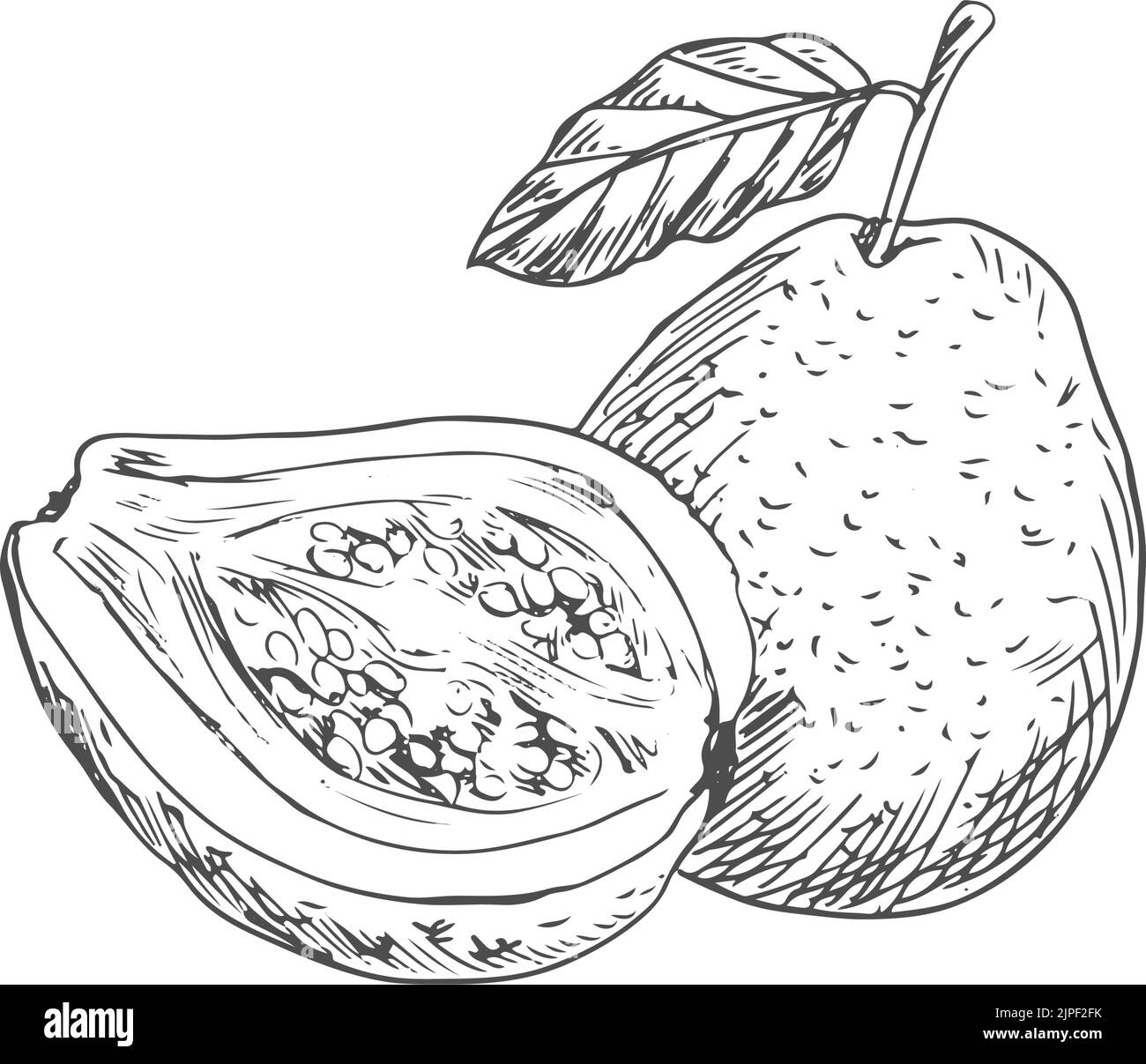 Guava Clip Art Black And White