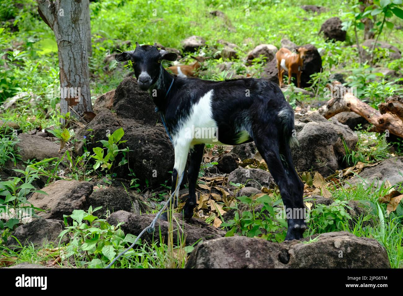 Indonesia Alor Island - Black white billy goat Stock Photo