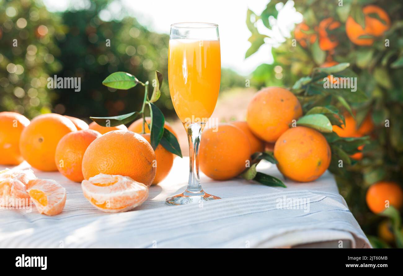 still life of juicy oranges and juice on table in orange garden Stock Photo