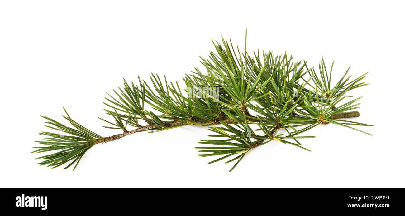 Cedrus deodara branch isolated on white background Stock Photo