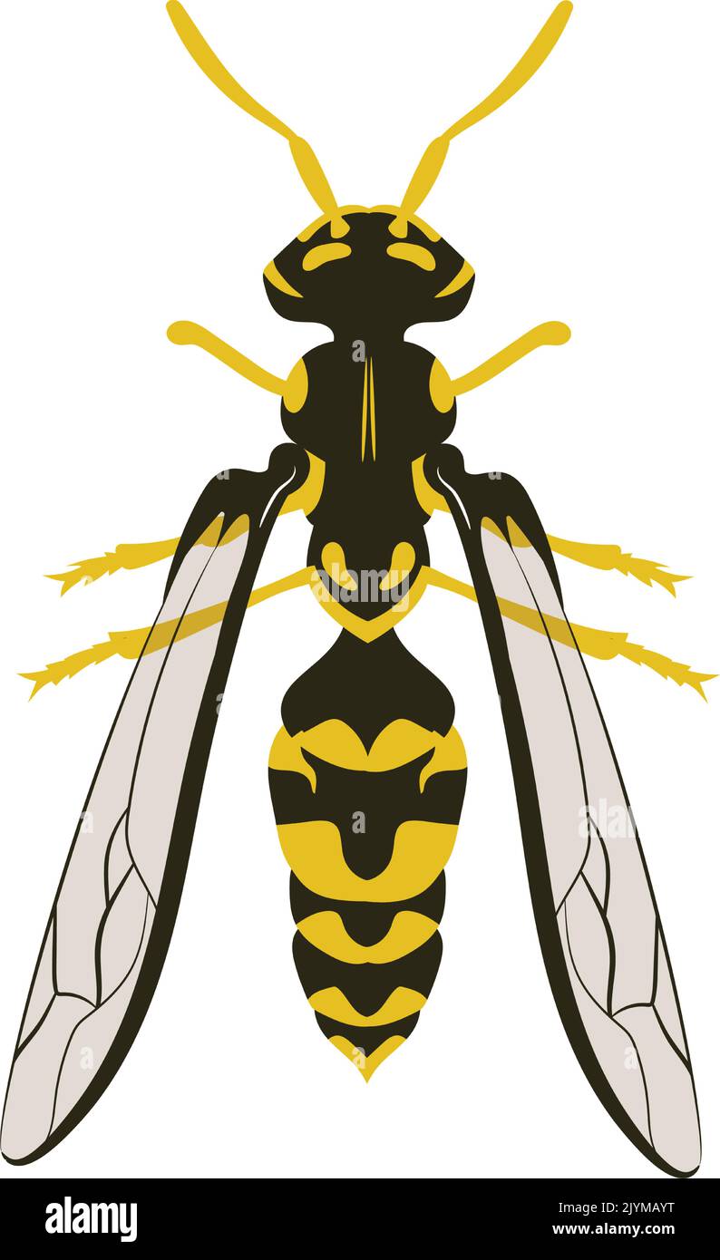 Yellow jacket wasp stinger Stock Vector Images - Alamy