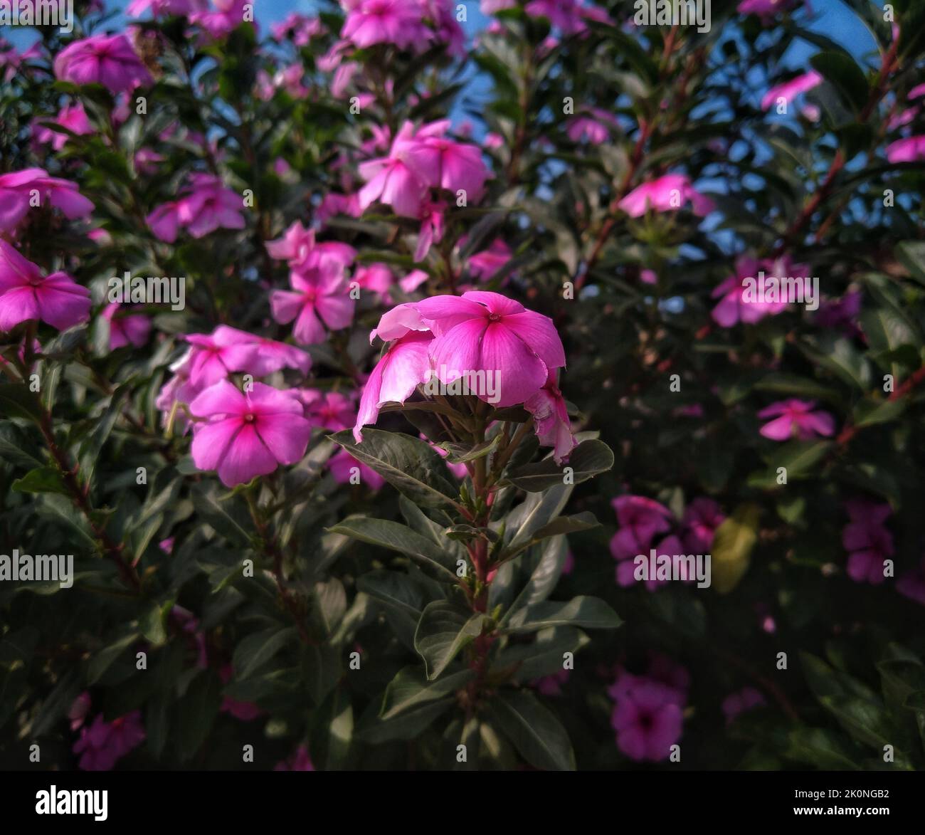 A closeup of a pink impatiens shrub in bloom in daylight Stock Photo