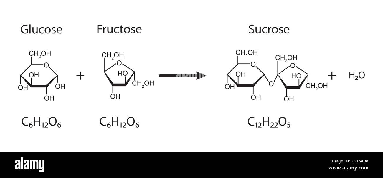 Sucrose Formation. Glycosidic Bond Formation From Two molecules, Glucose And Fructose. Vector Illustration. Stock Vector