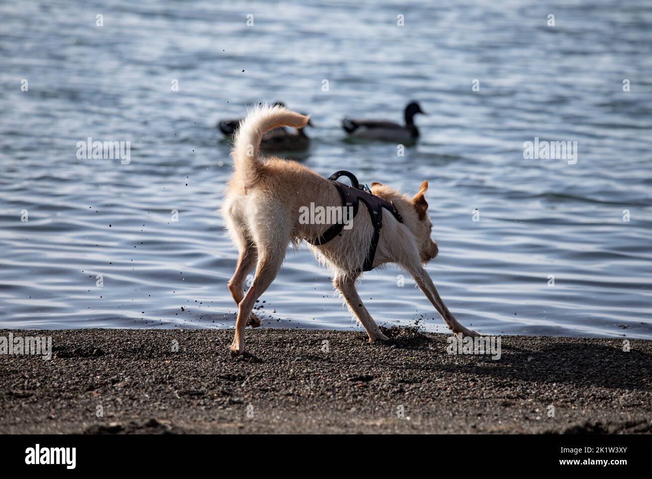 Dog playing with birds on a waterfront Stock Photo