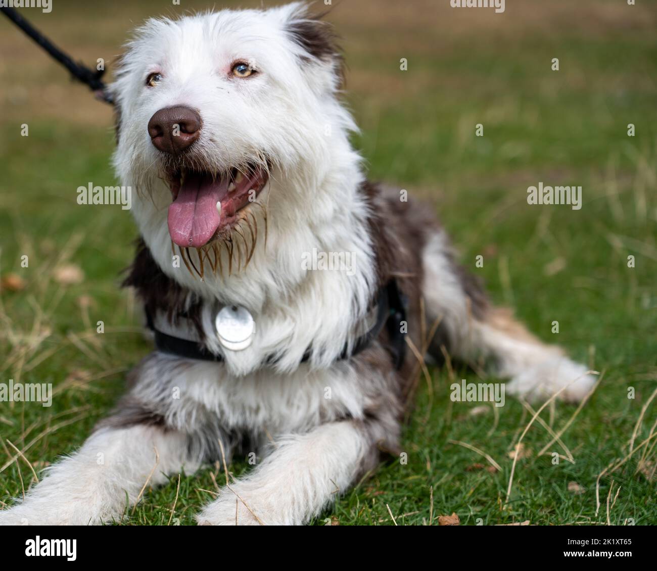 Collie-German Shepherd cross Stock Photo