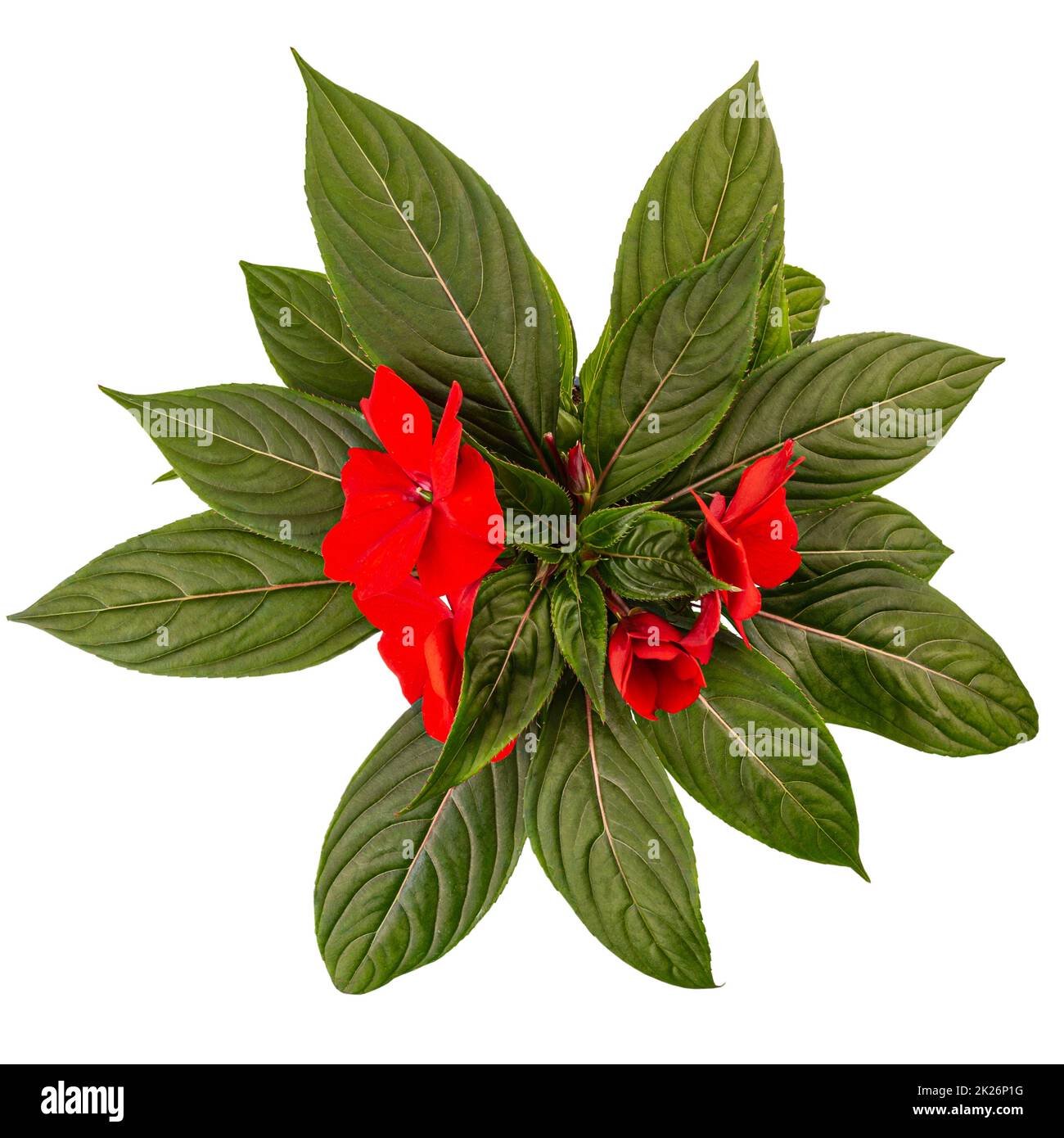 Red impatiens walleriana flowers Stock Photo