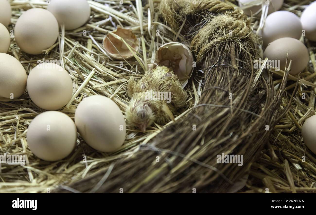 Chick hatching egg Stock Photo