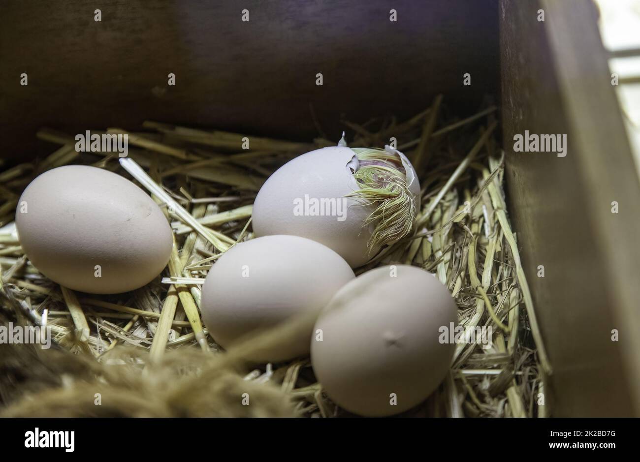 Chick hatching egg Stock Photo