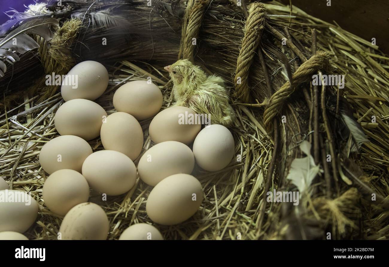 Chick hatching egg Stock Photo