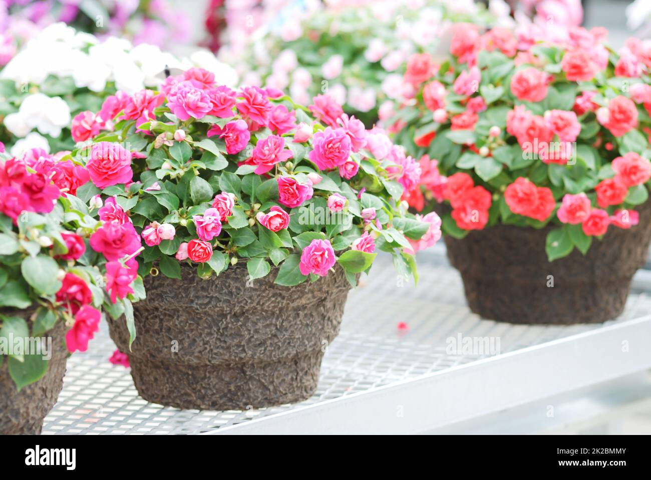 impatiens in potted, scientific name Impatiens walleriana flowers also called Balsam, flower bed of blossoms Stock Photo