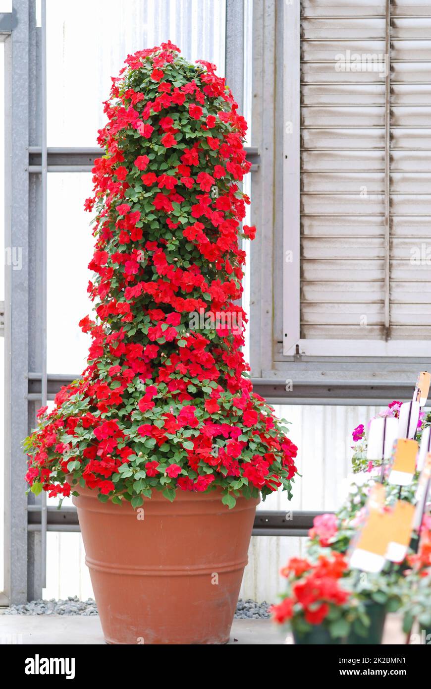 impatiens in potted, scientific name Impatiens walleriana flowers also called Balsam, flower bed of blossoms Stock Photo