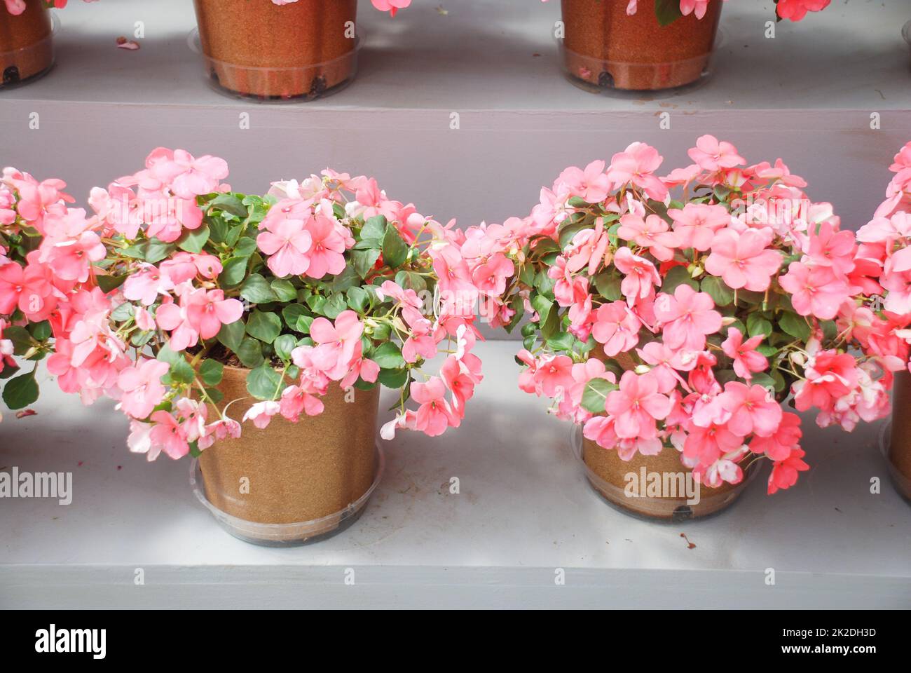 impatiens in potted, scientific name Impatiens walleriana flowers also called Balsam, flower bed of blossoms Stock Photo