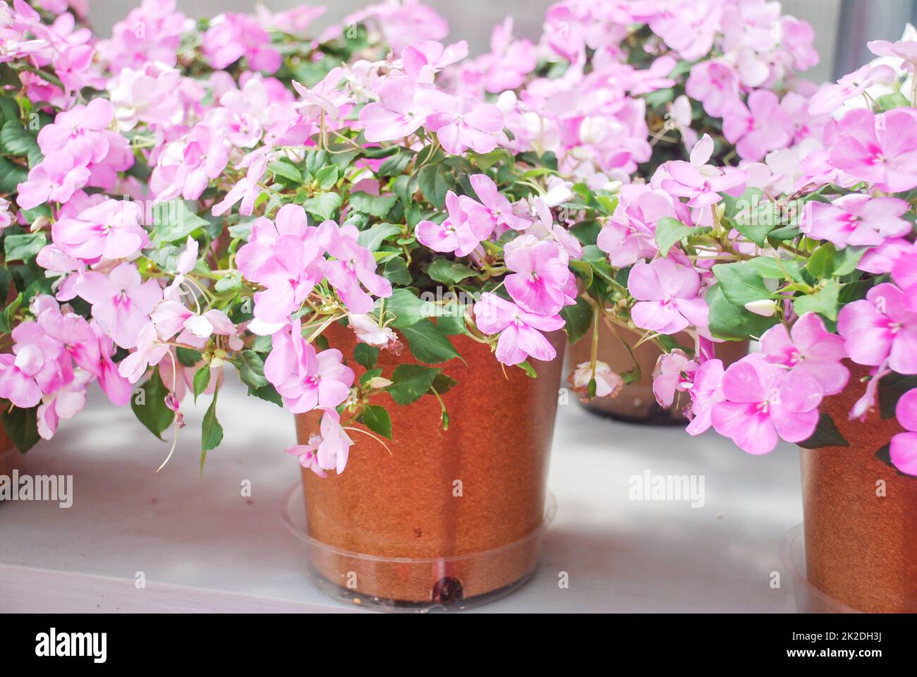 impatiens in potted, scientific name Impatiens walleriana flowers also called Balsam, flower bed of blossoms Stock Photo