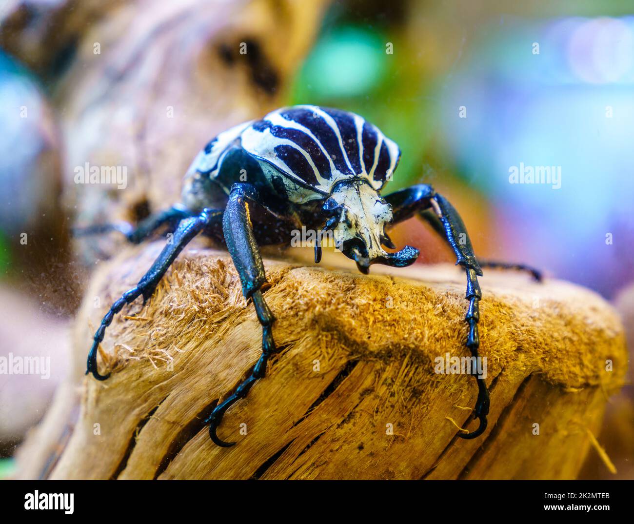 Goliath Beetle Stock Photo