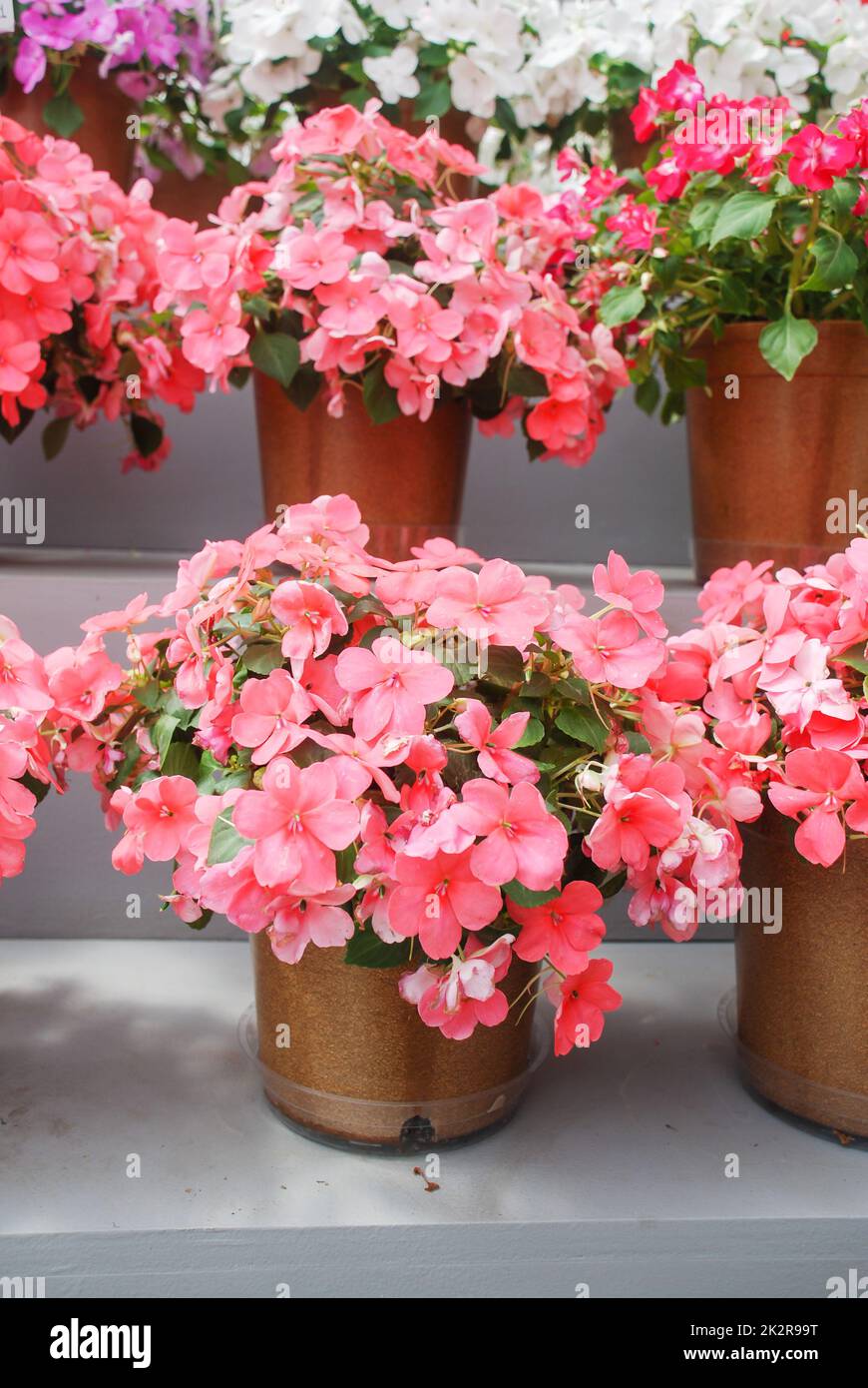 impatiens in potted, scientific name Impatiens walleriana flowers also called Balsam, flower bed of blossoms Stock Photo