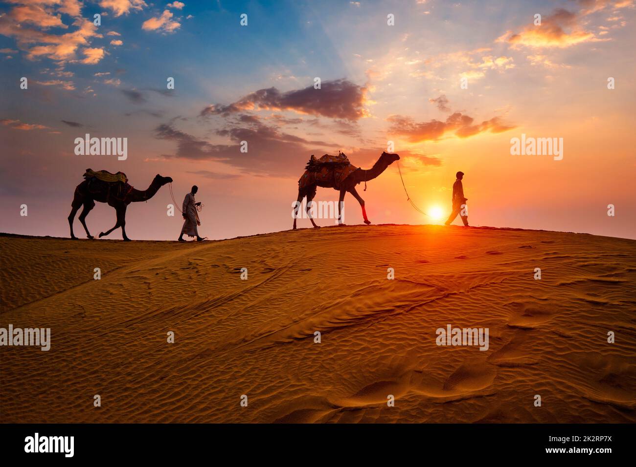 Indian cameleers camel driver with camel silhouettes in dunes on sunset. Jaisalmer, Rajasthan, India Stock Photo