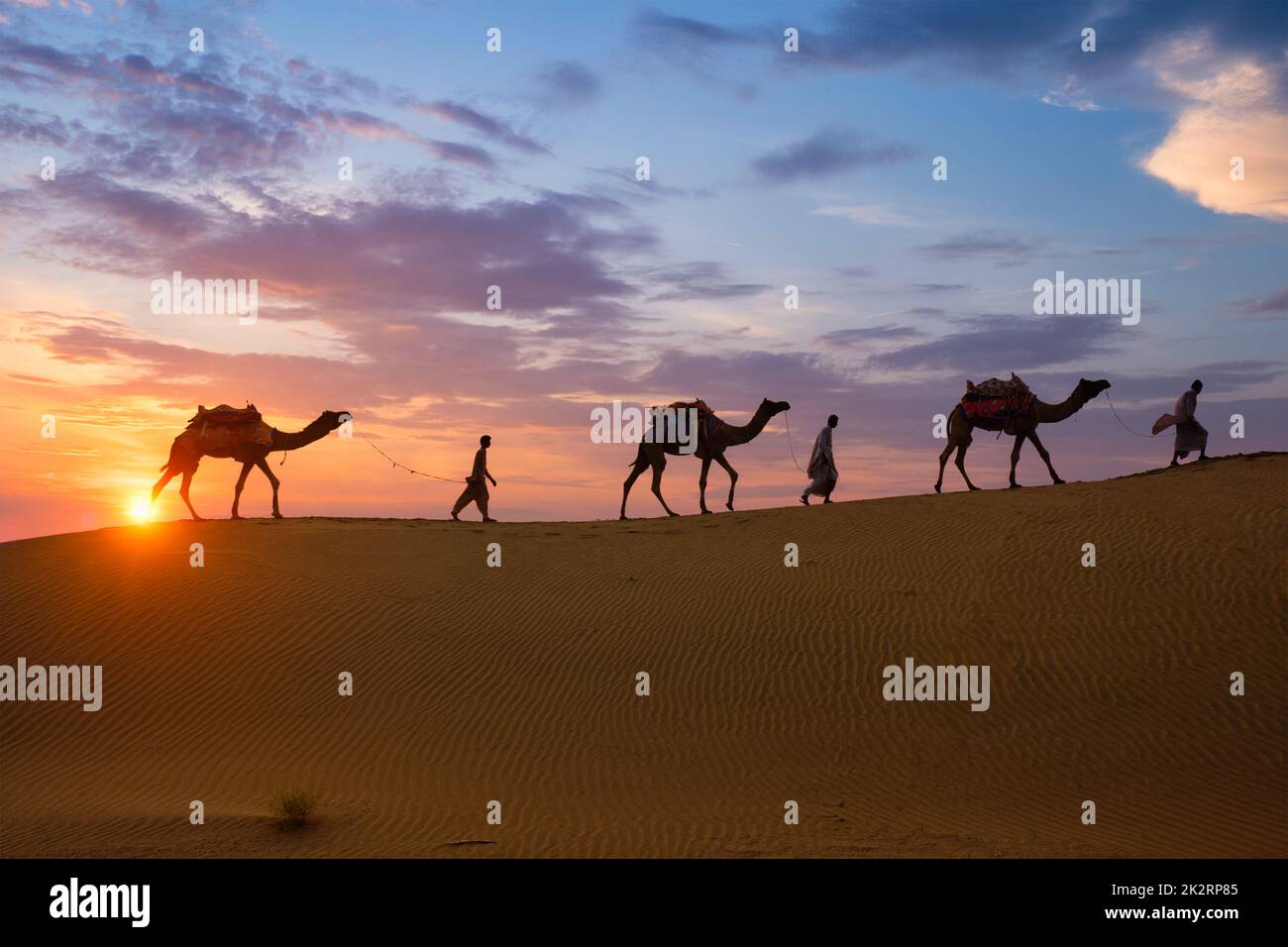 Indian cameleers camel driver with camel silhouettes in dunes on sunset. Jaisalmer, Rajasthan, India Stock Photo