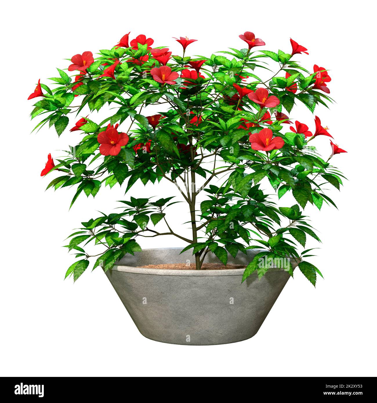 3D Rendering Hibiscus Plant on White Stock Photo