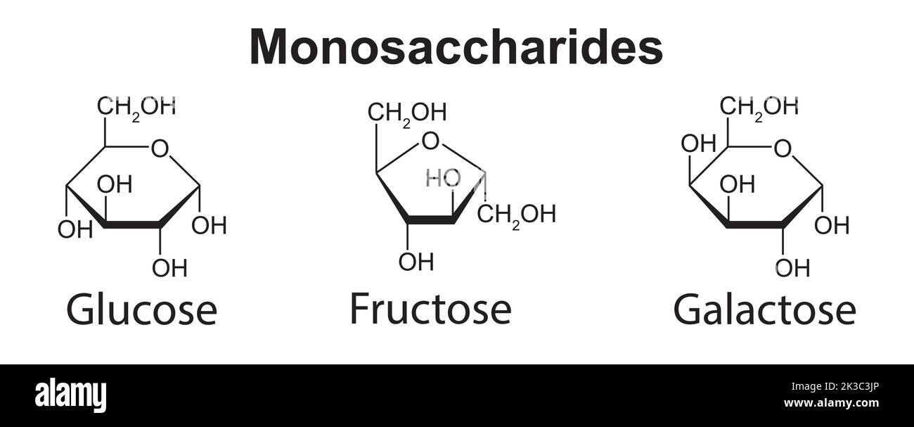 Chemical Illustration of Monosaccharides. Glucose, Fructose And Galactose. Vector Illustration. Stock Vector