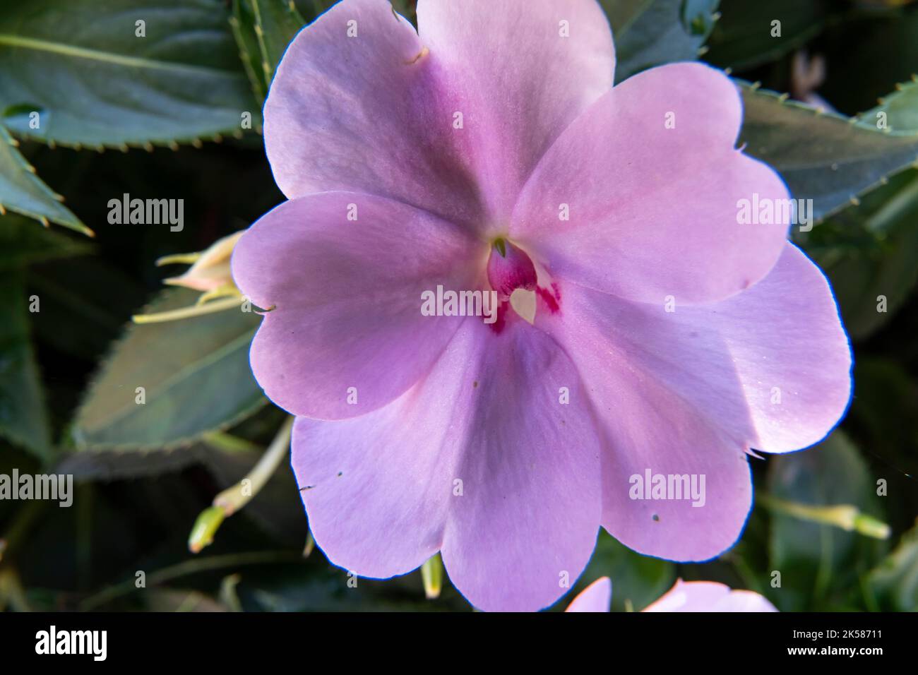 The Impatiens walleriana Hook.f. light purple flower Stock Photo