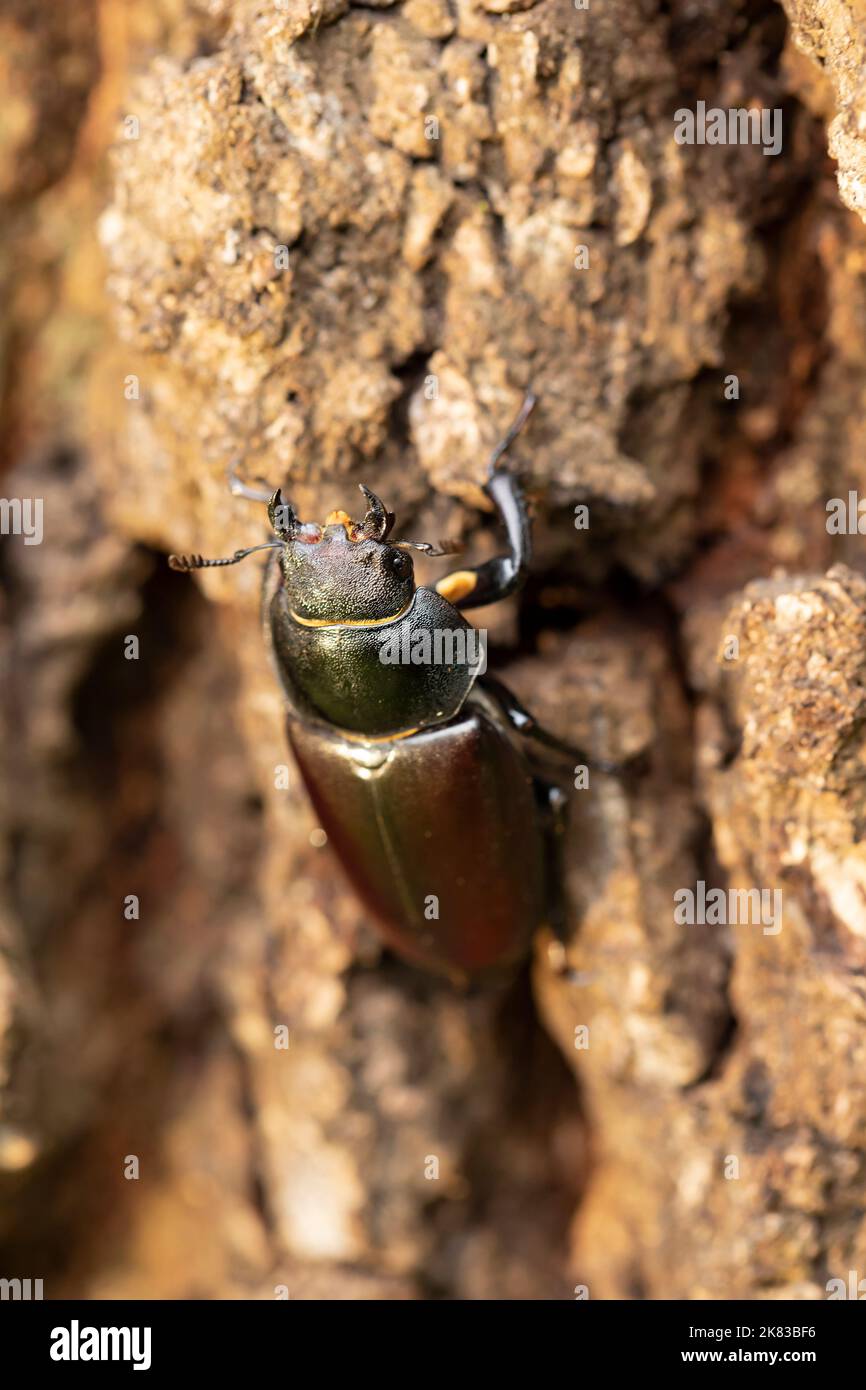 Female stag beetle, Lucanus cervus on old tree trunk is the biggest beetle in Europe Stock Photo