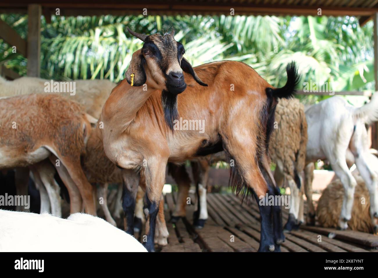 a golden goat with a black beard grazes with the rest of the goats on a sunny day Stock Photo