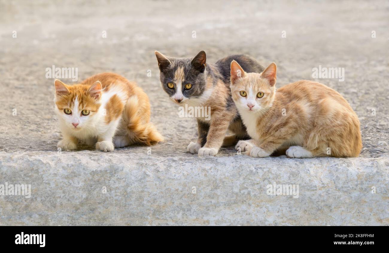 Three cute young cat kittens, different coat colors, sitting friendly side by side, Greece Stock Photo