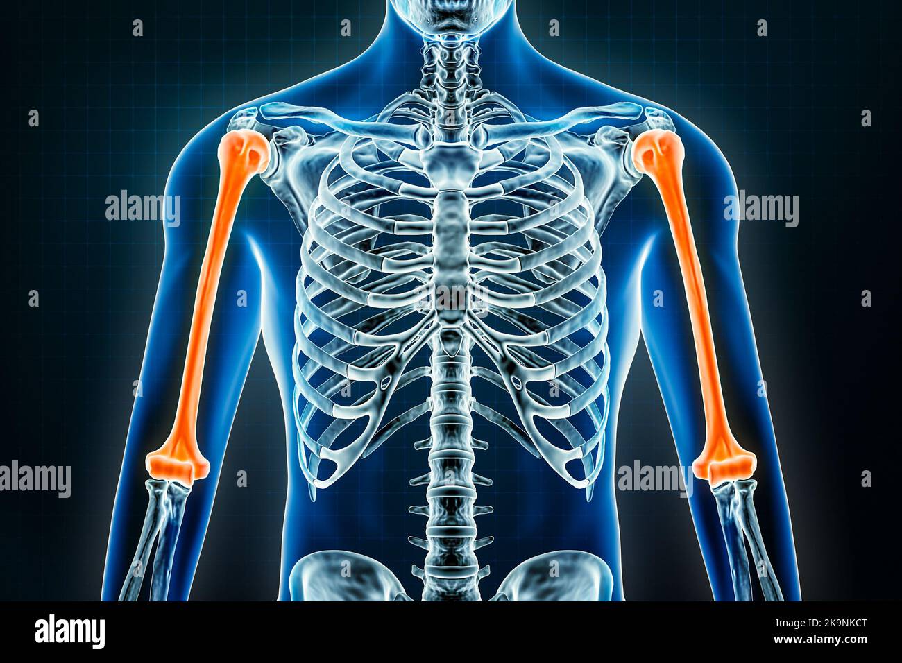 Humerus Bone Anatomy