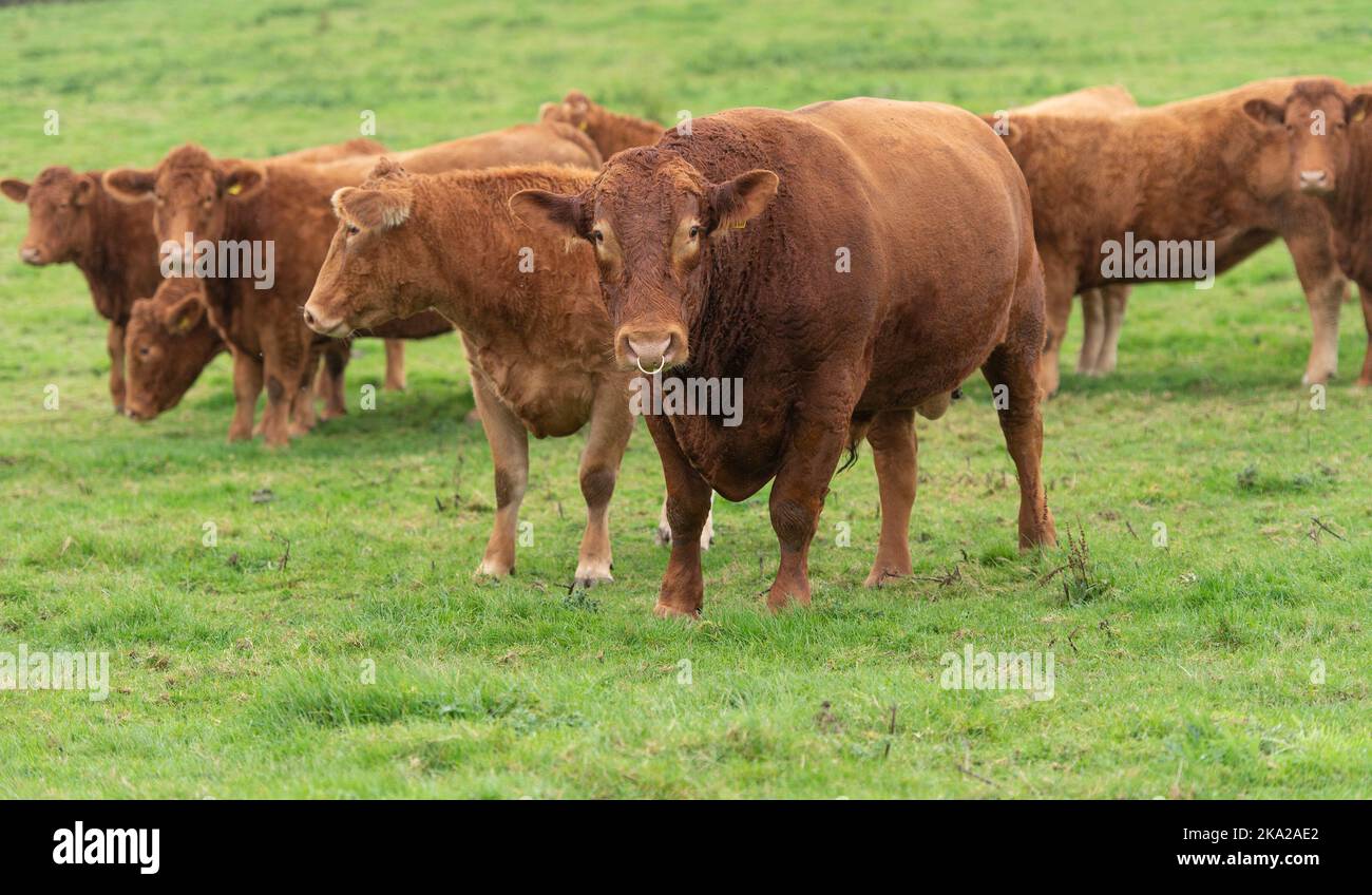 Herd of South Devon cattle Stock Photo