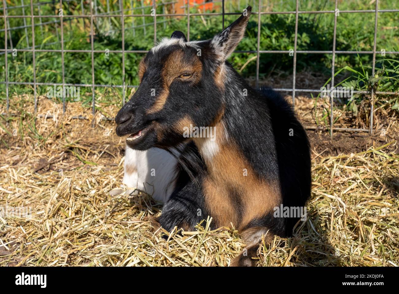 Chimacum, Washington, USA.   Nigerian Dwarf goat resting Stock Photo