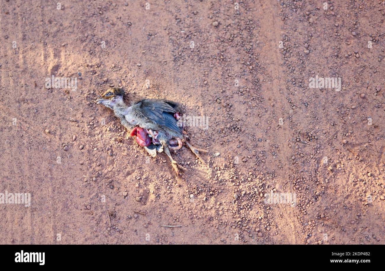 A dead baby chicken killed while crossing a rural dusty road. Stock Photo