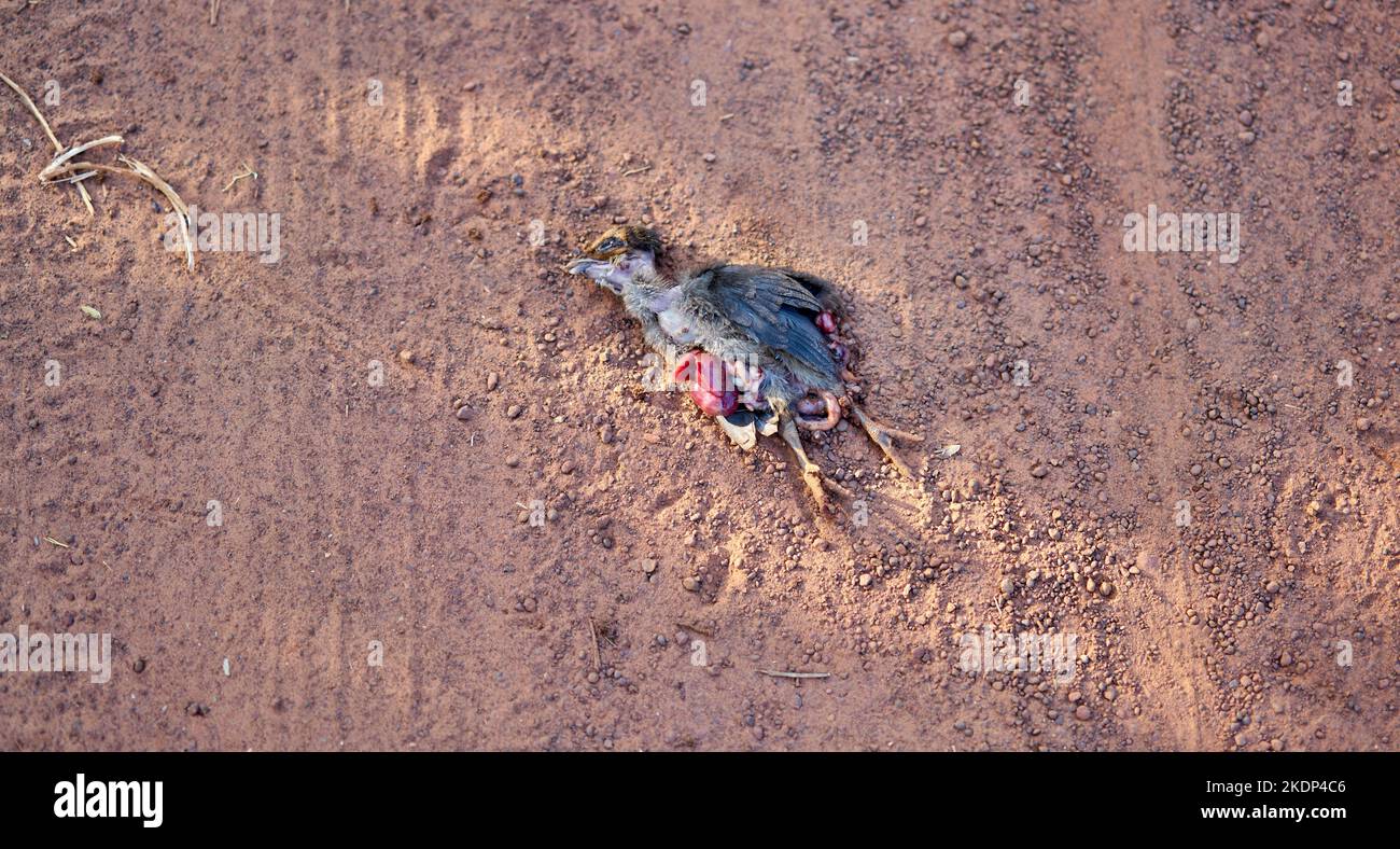 A dead baby chicken killed while crossing a rural dusty road. Stock Photo