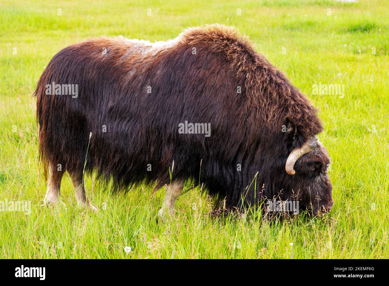 Musk Ox in pasture; The Musk Ox Farm; Palmer; Alaska; USA Stock Photo