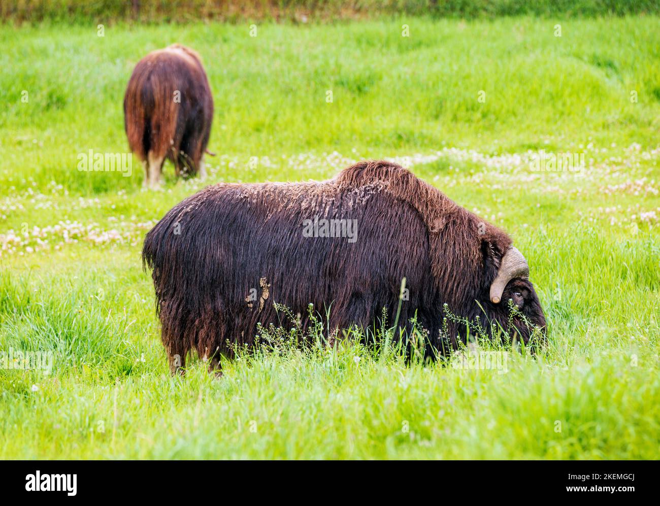 Musk Ox in pasture; The Musk Ox Farm; Palmer; Alaska; USA Stock Photo