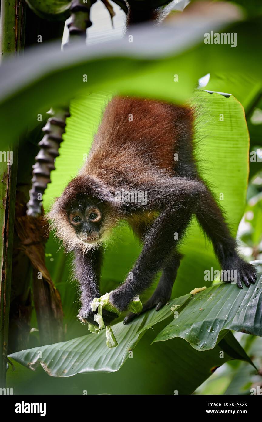 black-handed spider monkey Stock Photo