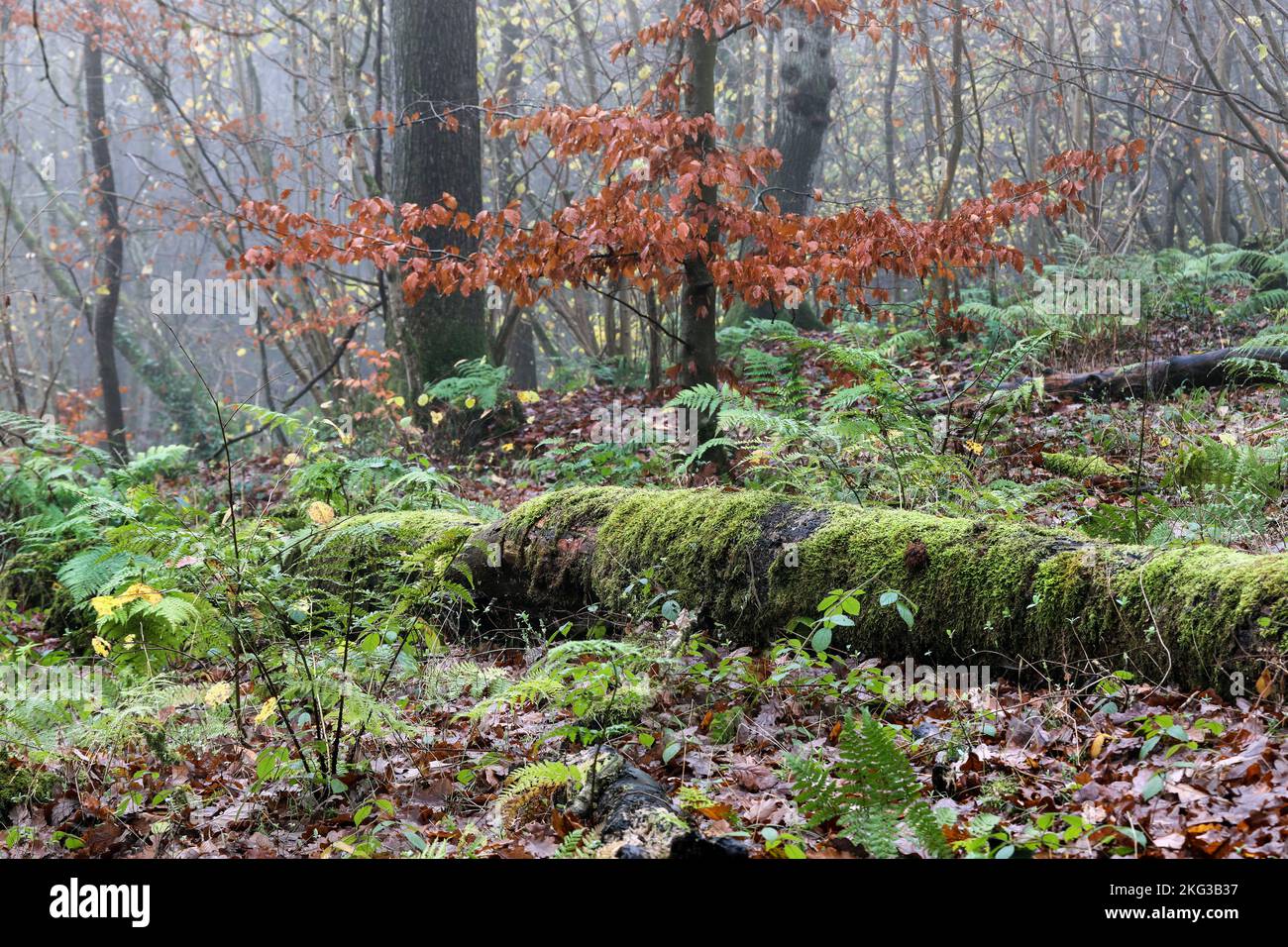 Misty Ancient Semi-natural Woodland Habitat with Moss Covered Fallen Tree Trunk Surrounded by Ferns in Autumn, Teesdale, County Durham, UK Stock Photo