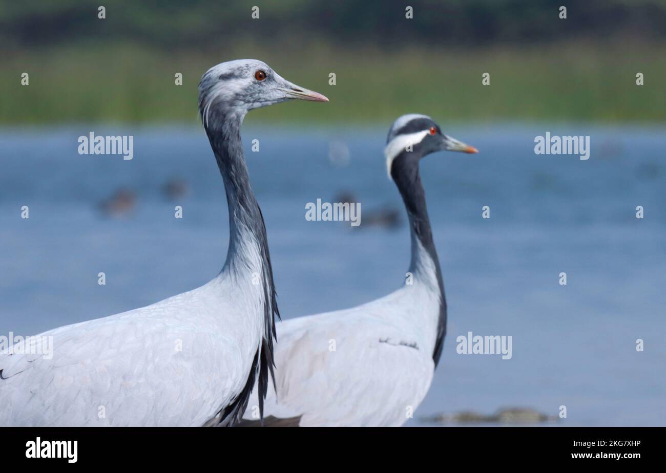 Closeup details of Demoiselle crane. Grus virgo. Anthropoides virgo. crane. waterbird. grey and black bird. single bird. Stock Photo