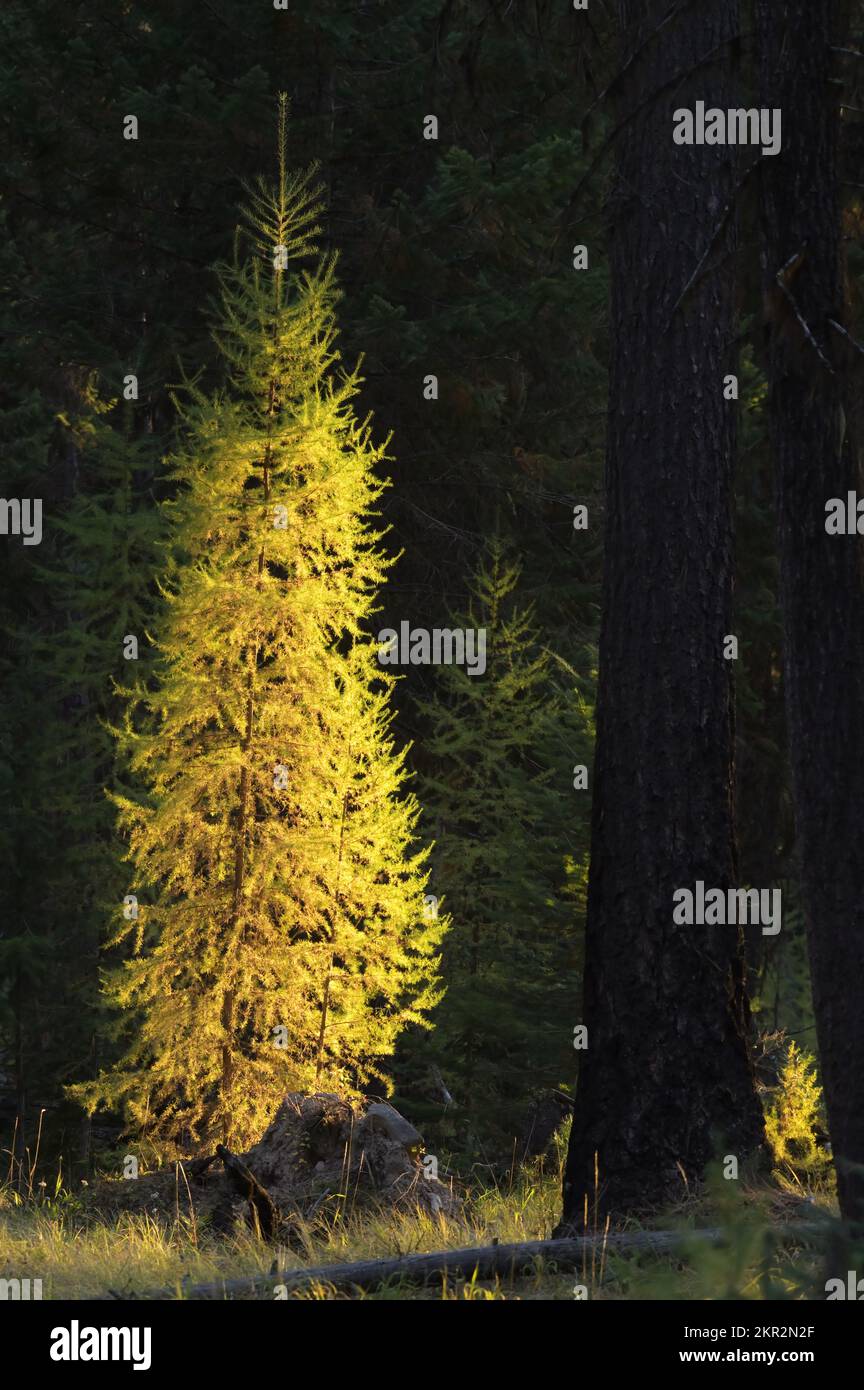 Western larch forest at sunset in fall. Yaak Valley, northwest Montana. (Photo by Randy Beacham) Stock Photo