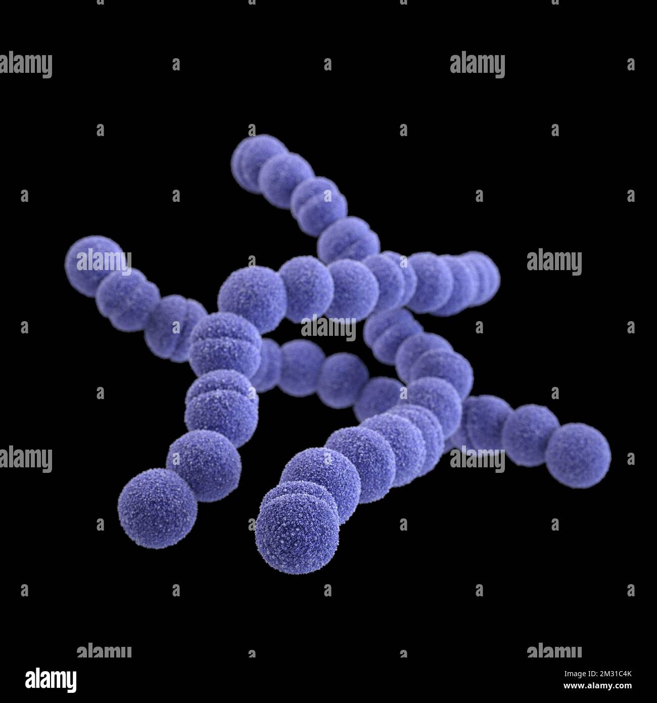 Group A streptococcus bacteria. STREP A Streptococcus pyogenes is a species of Gram-positive, aerotolerant bacteria in the genus Streptococcus. These bacteria are extracellular, and made up of non-motile and non-sporing cocci that tend to link in chains. This illustration depicted a 3D, computer-generated image, of a group of Gram-positive, Streptococcus pyogenes (group A Streptococcus) bacteria. The visualisation was based upon scanning electron microscopic (SEM) imagery.   Optimised version of an image produced by the US Centers for Disease Control and Prevention / credit CDC /J.Oosthuizen Stock Photo