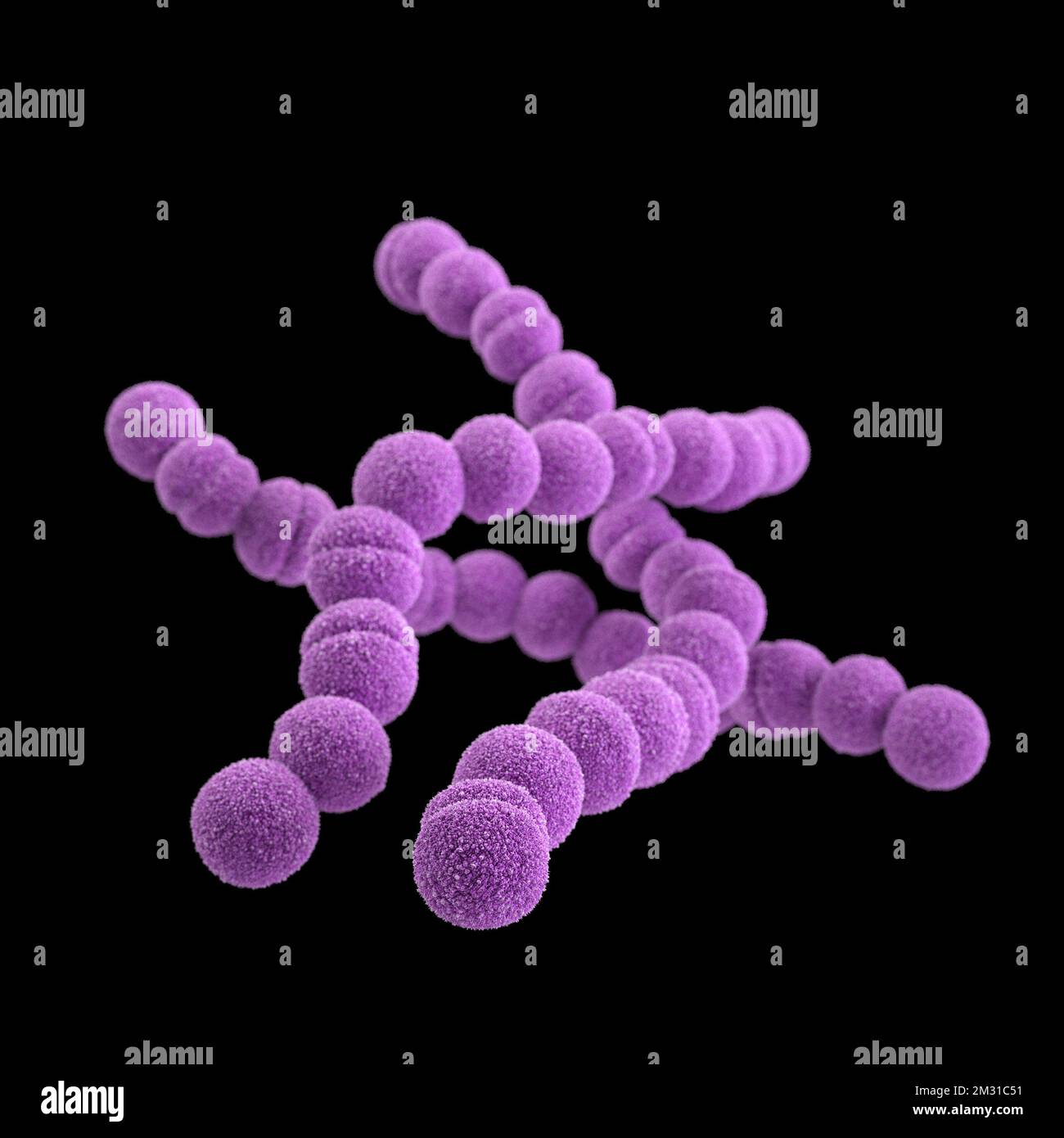 Group A streptococcus bacteria. STREP A Streptococcus pyogenes is a species of Gram-positive, aerotolerant bacteria in the genus Streptococcus. These bacteria are extracellular, and made up of non-motile and non-sporing cocci that tend to link in chains. This illustration depicted a 3D, computer-generated image, of a group of Gram-positive, Streptococcus pyogenes (group A Streptococcus) bacteria. The visualisation was based upon scanning electron microscopic (SEM) imagery.   Optimised version of an image produced by the US Centers for Disease Control and Prevention / credit CDC /J.Oosthuizen Stock Photo